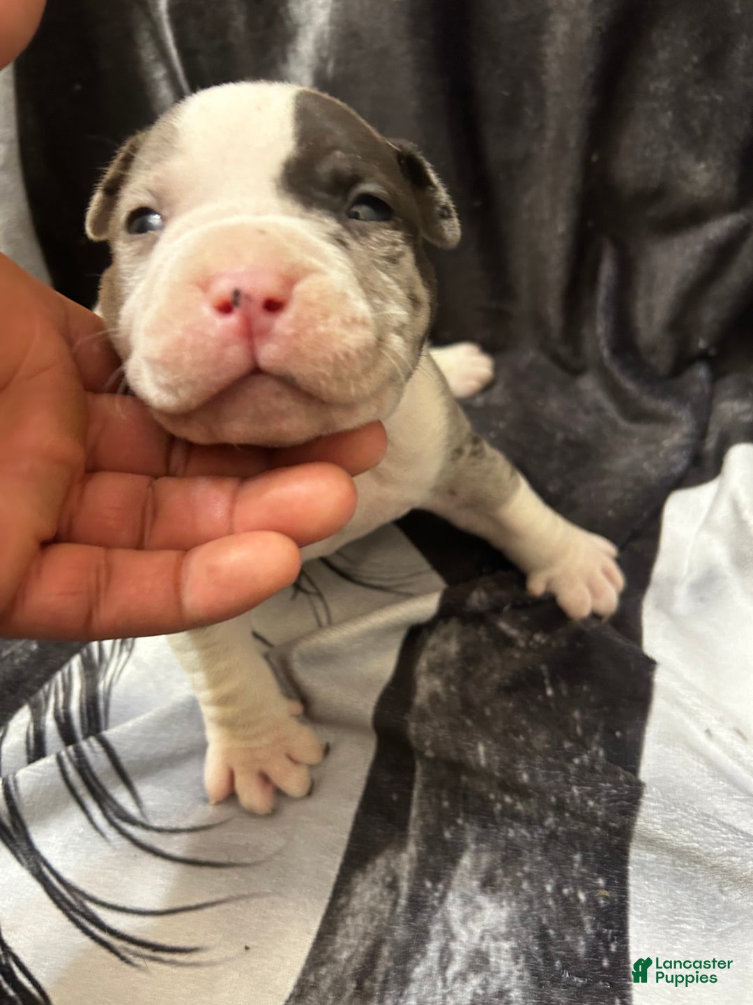 American Bully dogs for sale: American Bully Puppy 2 - Ad 7