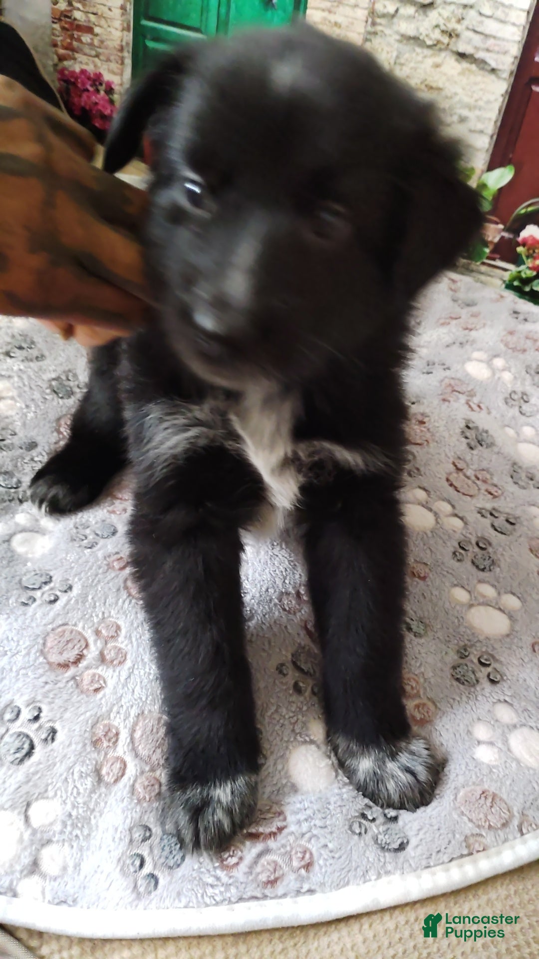 Mixed Breed dogs Mixed Breed 2 - Ad 2