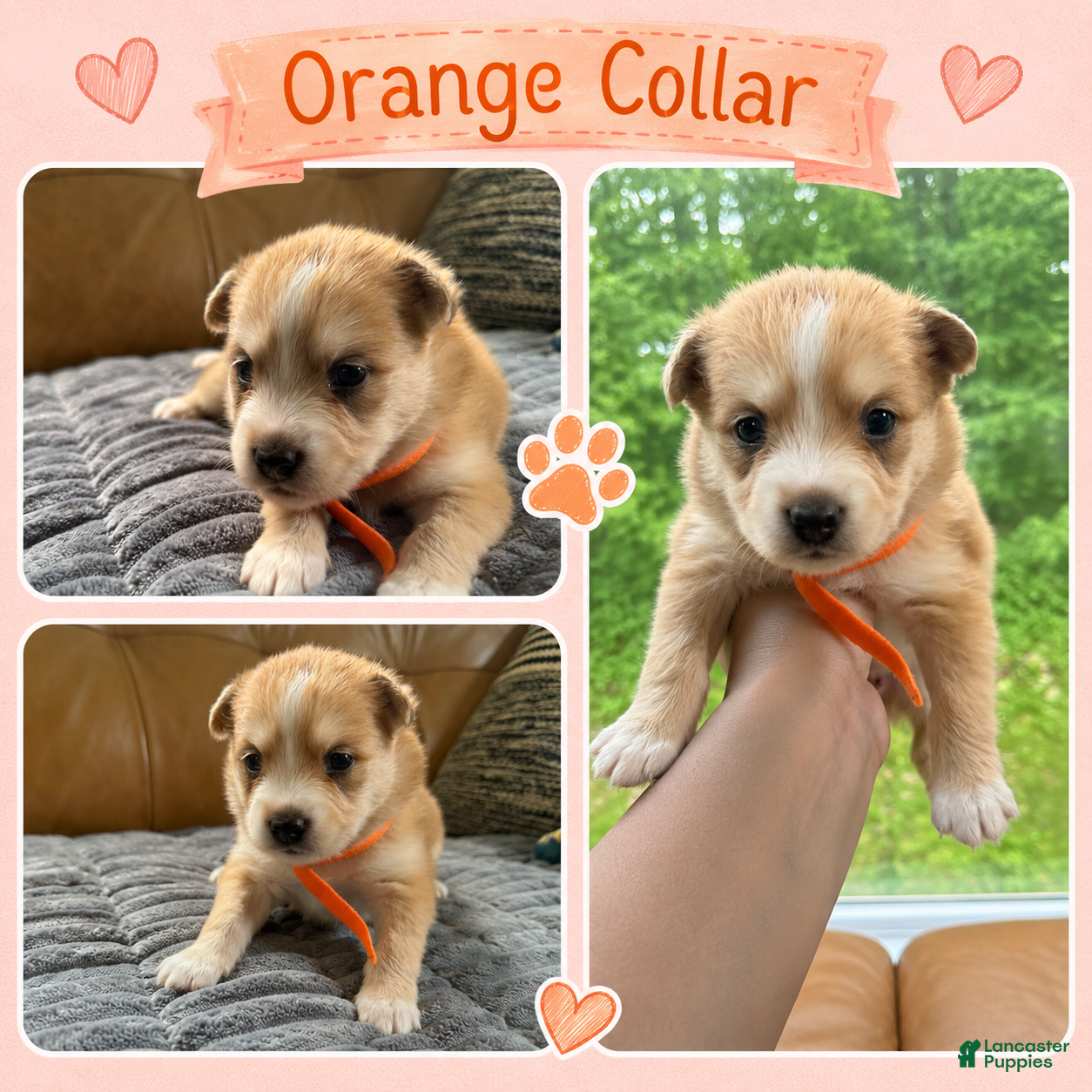 Mixed Breed dogs Donna - Female - Ad 1
