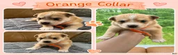 Mixed Breed dogs for sale: Donna - Female - Ad 1