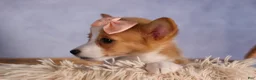 Welsh Corgi Pembroke dogs for sale: Carrie  - Ad 8