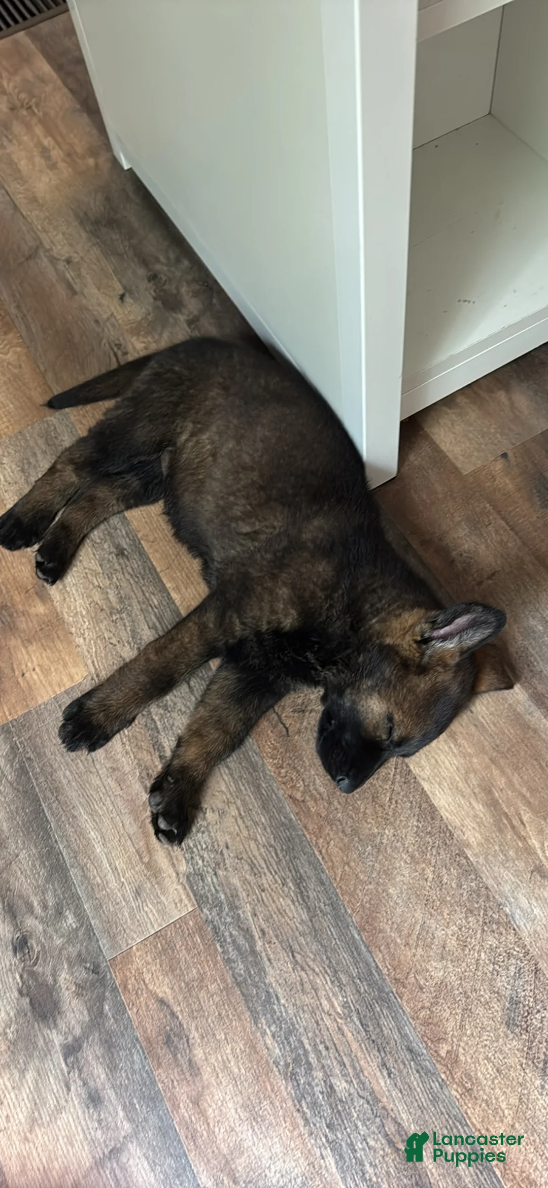 German Shepherd dogs for sale: German Shepherd Puppy 1 - Ad 2