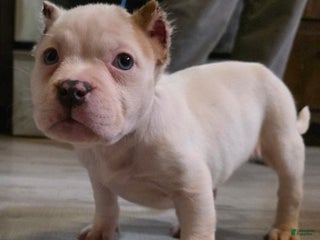 American Bully dogs Elsa - Ad 38