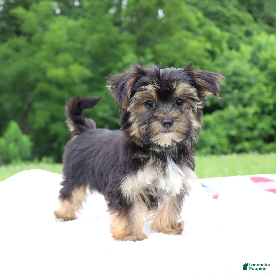 Morkie dogs for sale: Kylee - Ad 6
