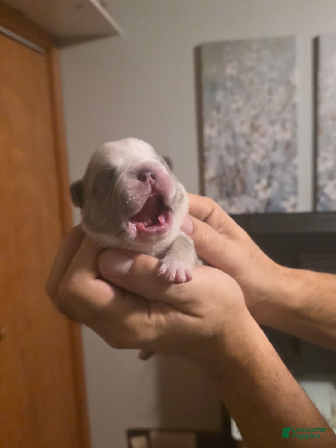 French Bulldog dogs for sale: Olaf – Lilac Big Rope French Bulldog with Panda Husky Pattern, carries pink and fluffy - Ad 11