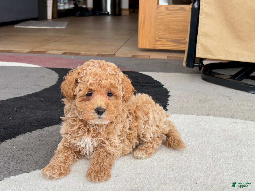 Maltipoo dogs for sale: Maltipoo male 2 - Ad 10