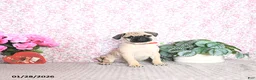 Pug dogs for sale: Lulu - Ad 4
