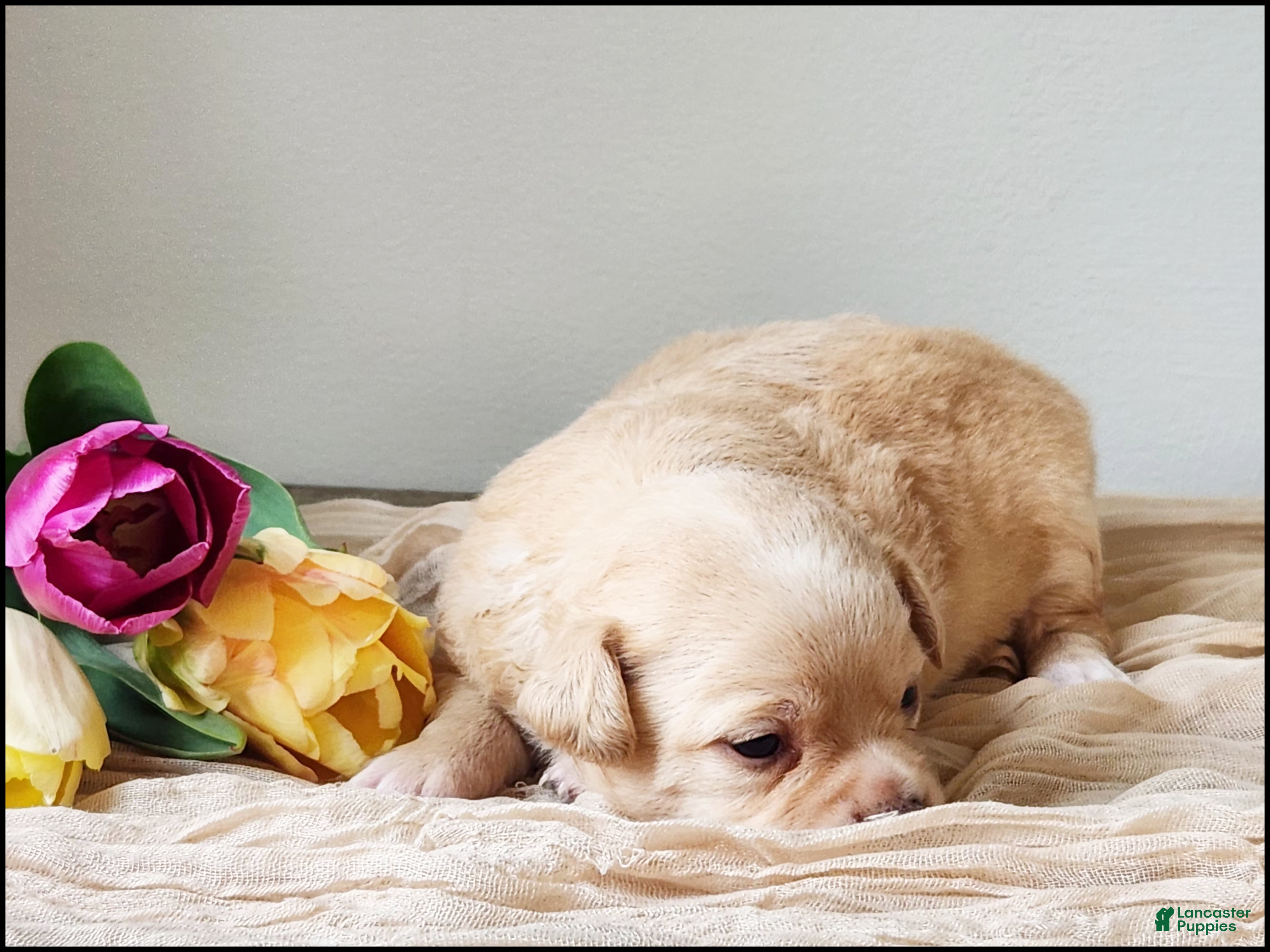 Chihuahua dogs Tyrell - Ad 41