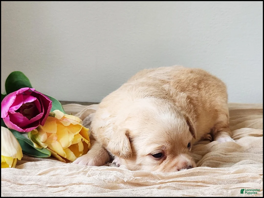 Chihuahua dogs for sale: Tyrell - Ad 1