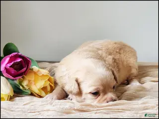 Chihuahua dogs Tyrell - Ad 41