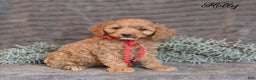 Cockapoo dogs for sale: Holly - Ad 4