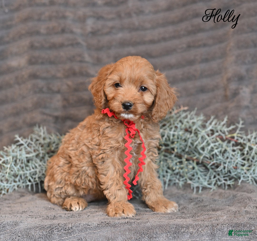Cockapoo dogs for sale: Holly - Ad 4