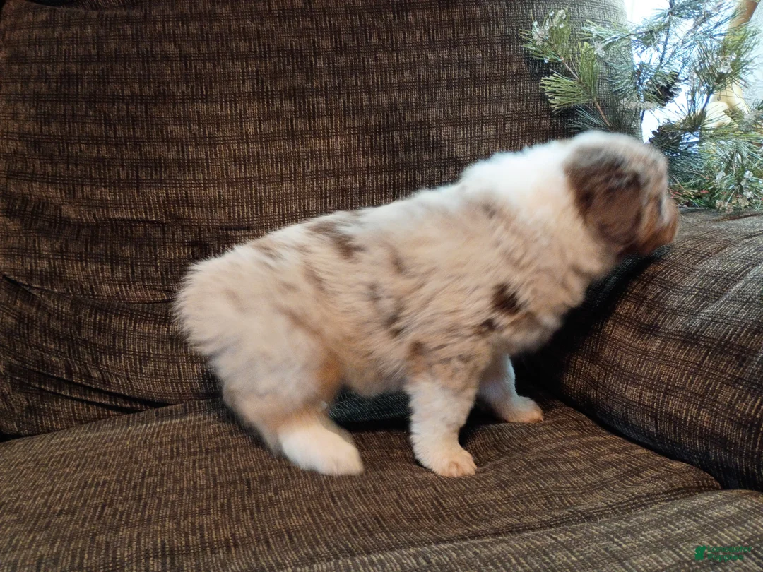 Australian Shepherd dogs for sale: Rocco - Ad 4