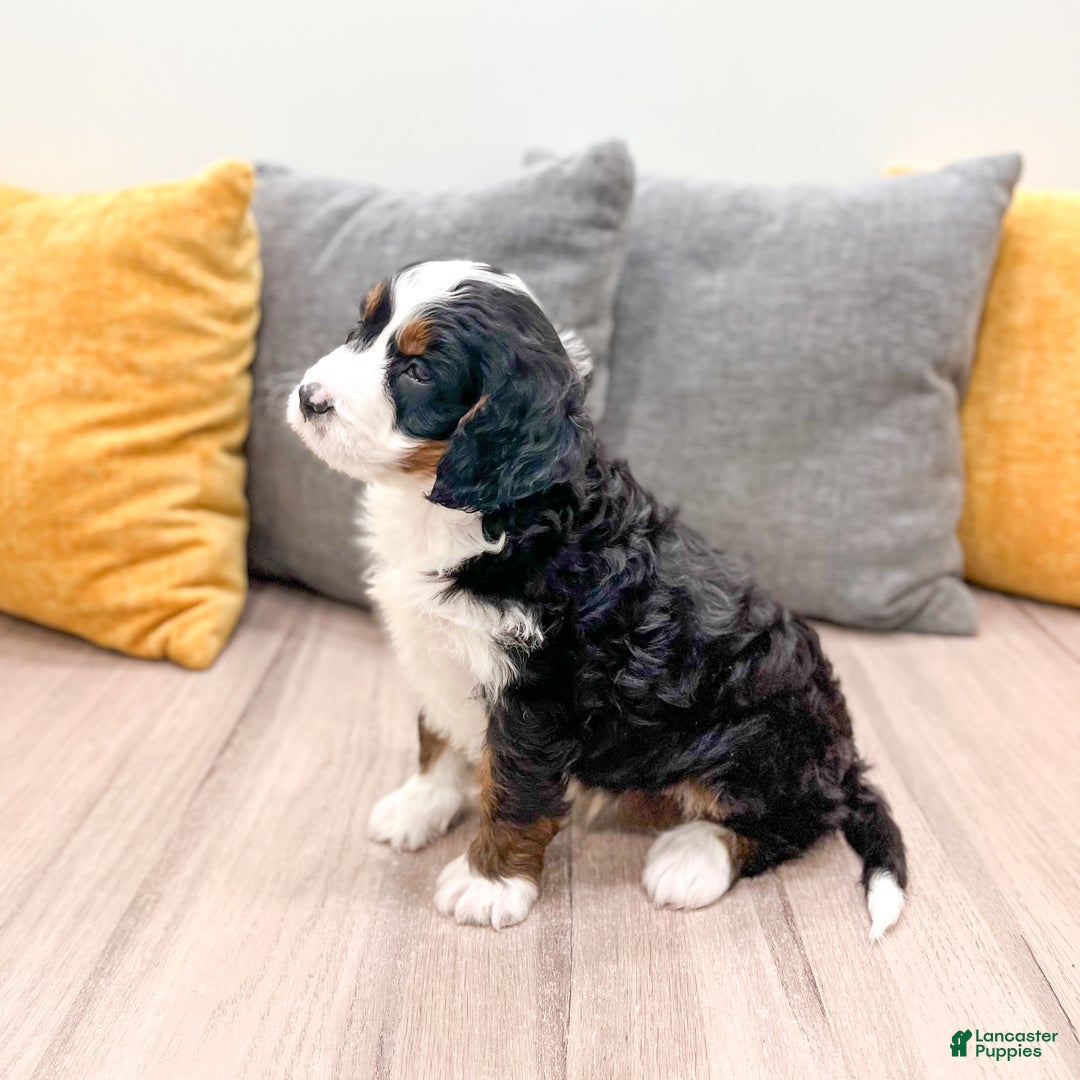 Mini Bernedoodle dogs for sale: Rocket - Ad 4