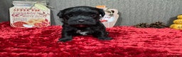 Morkie dogs for sale: Morkie Puppy 1 - Ad 4