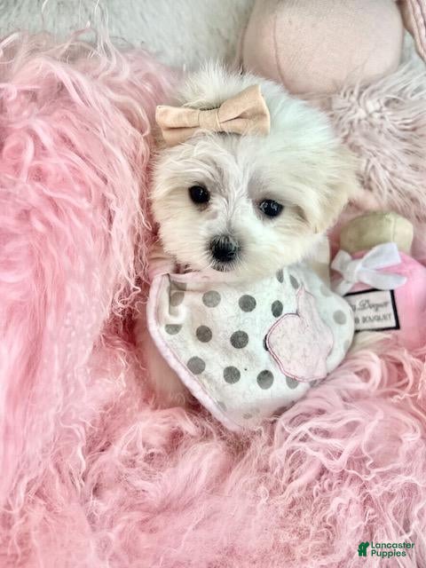 Maltese dogs Maltese Puppy 1 - Ad 9