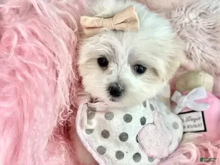 Maltese dogs Maltese Puppy 1 - Ad 9