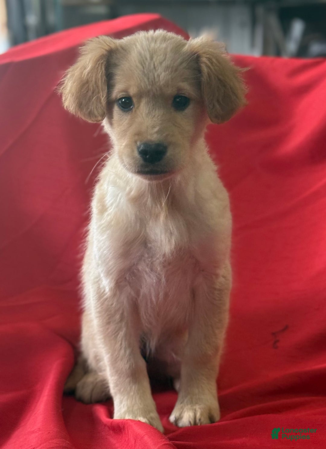 Golden Retriever dogs for sale: Betsy - Ad 2