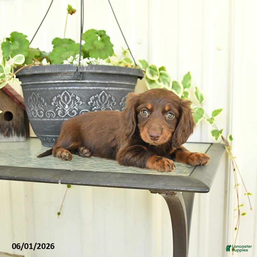 Dachshund dogs for sale: Macie - Ad 4