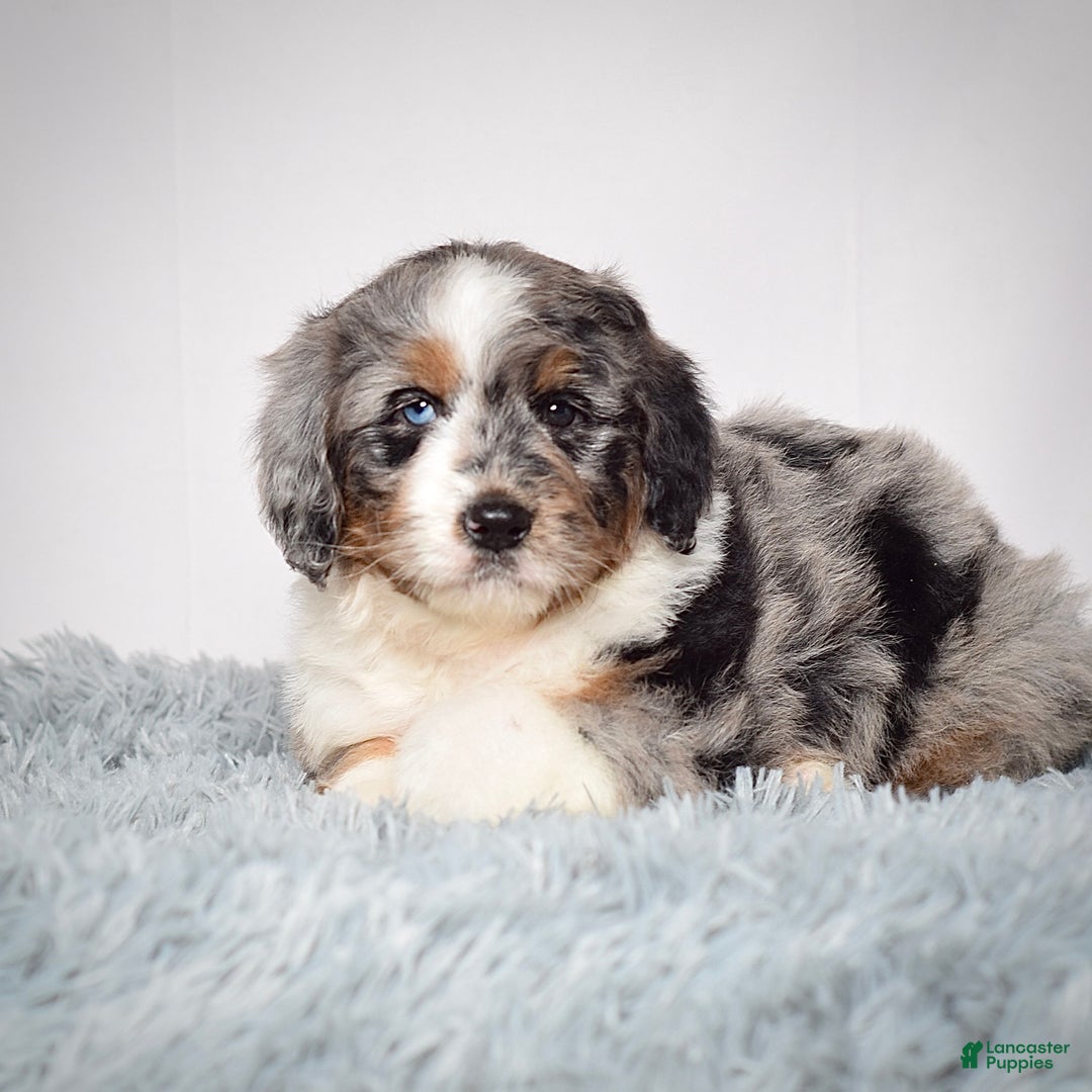 Bernedoodle dogs for sale: Ms. Maisie - Ad 7