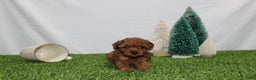 Toy Poodle dogs for sale: Annie - Ad 4
