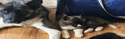 Akita dogs for sale: Akita Puppy 1 - Ad 2