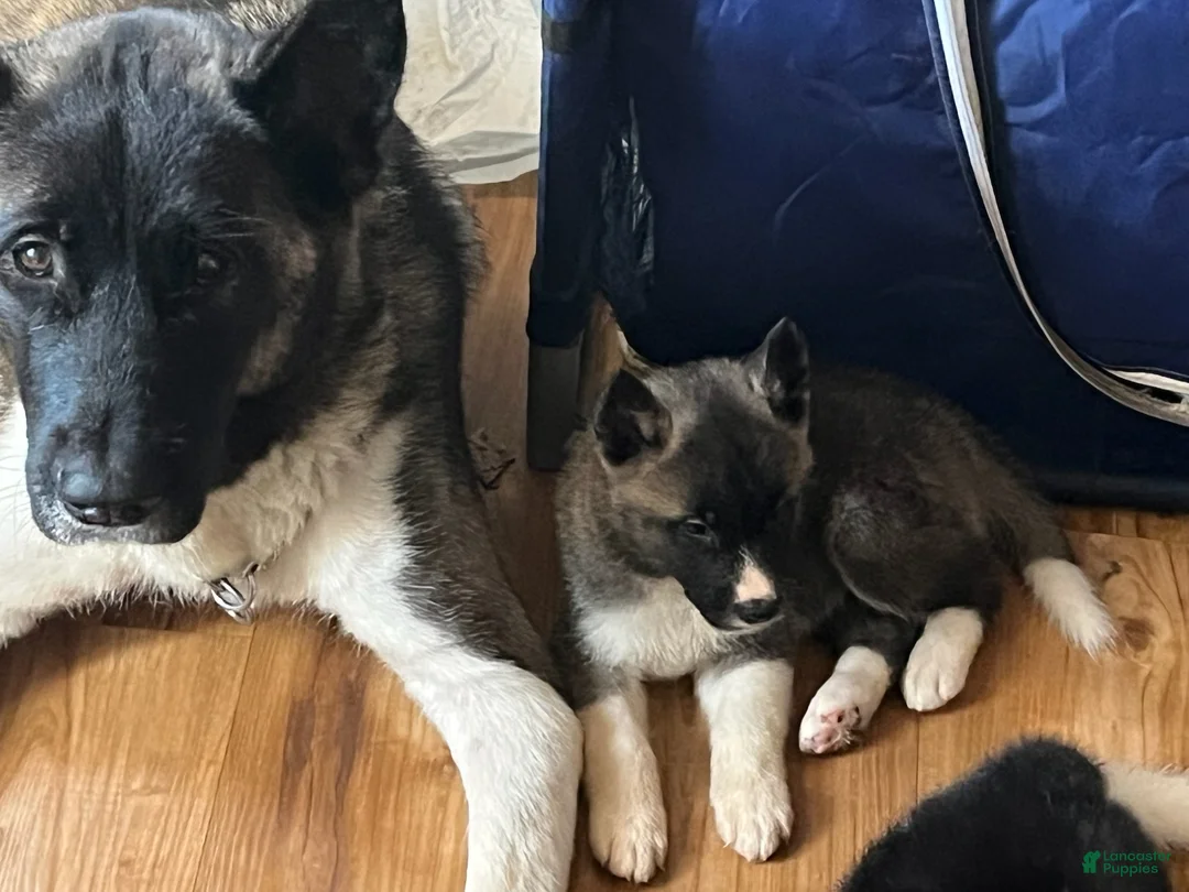 Akita dogs for sale: Akita Puppy 3 - Ad 2