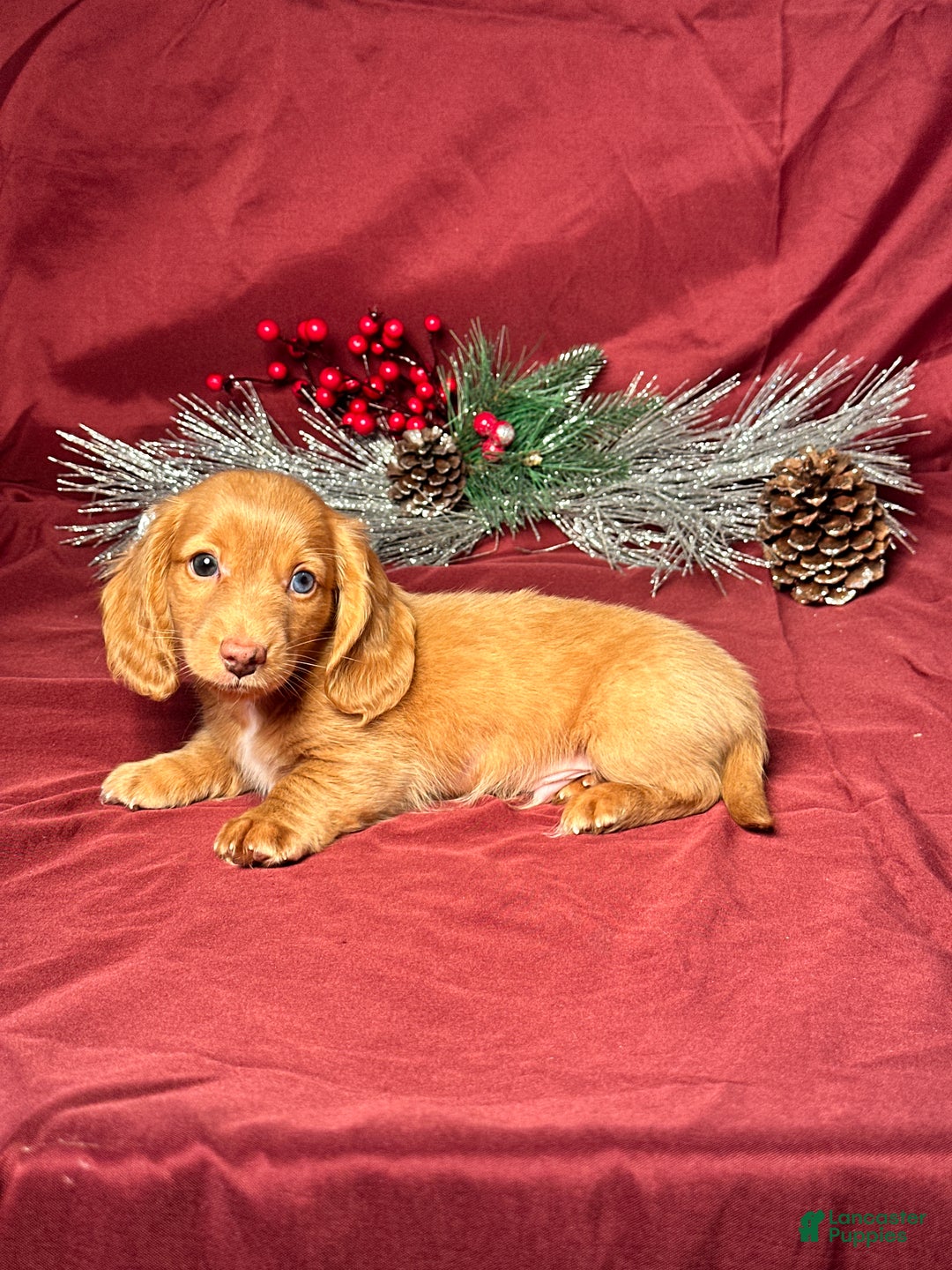 Miniature Dachshund dogs for sale: Oscar - Ad 4