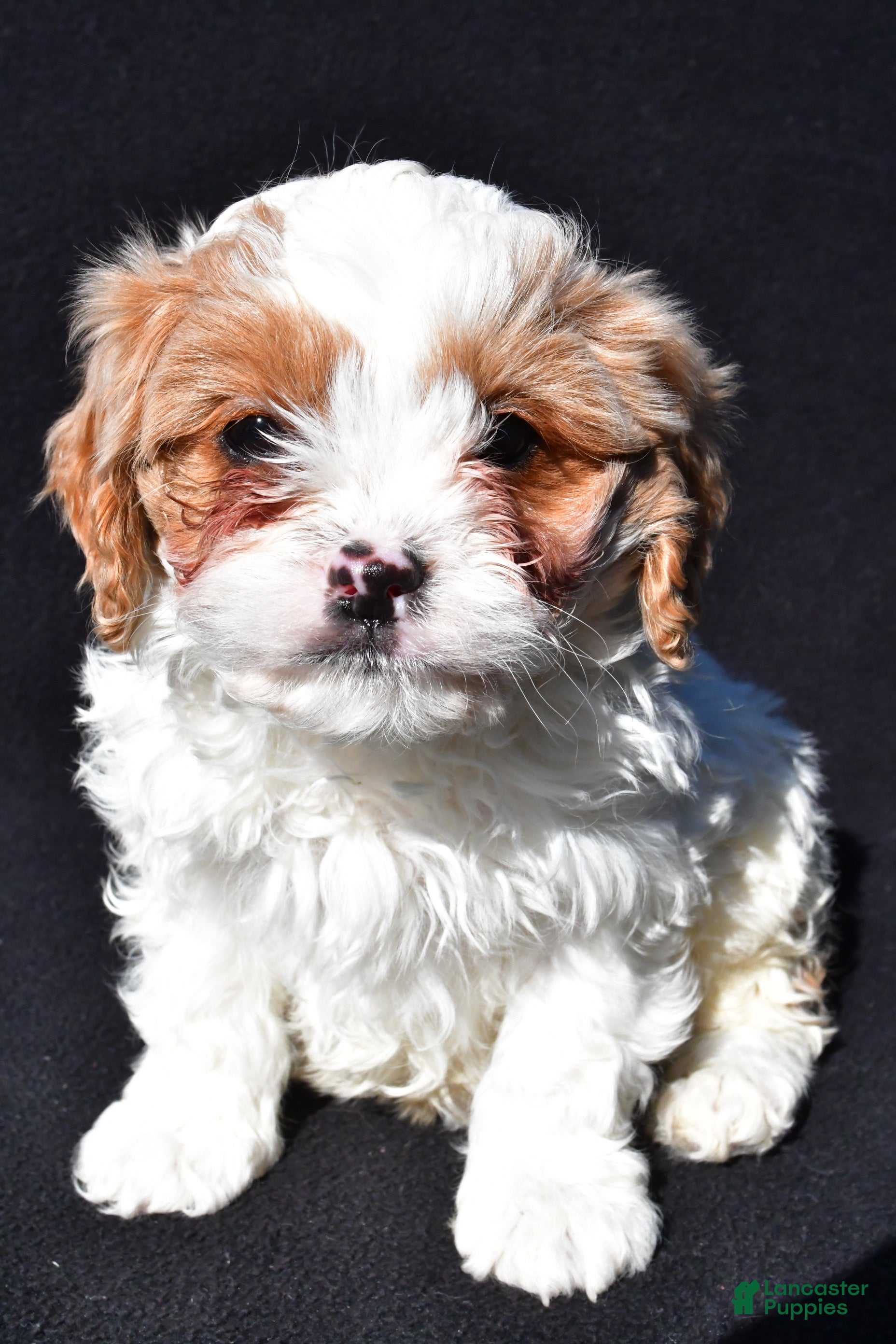 Cavapoo dogs Bently - Ad 2