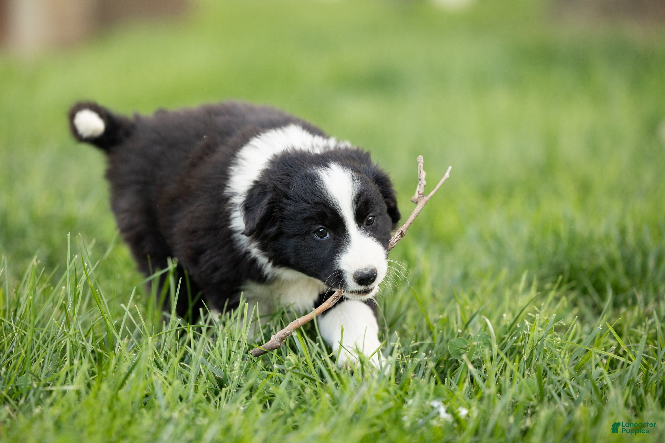 Mixed Breed dogs for sale: Marcy - Ad 2