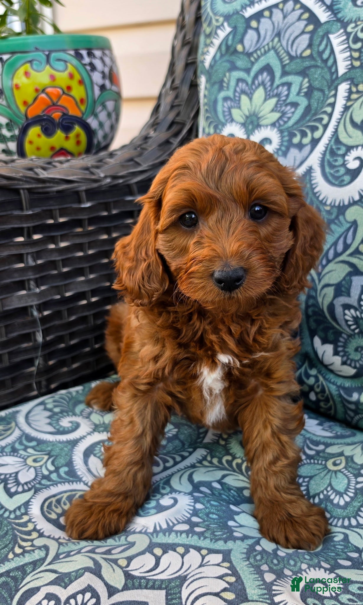 Mini Goldendoodle dogs Taurus - Male - Ad 1