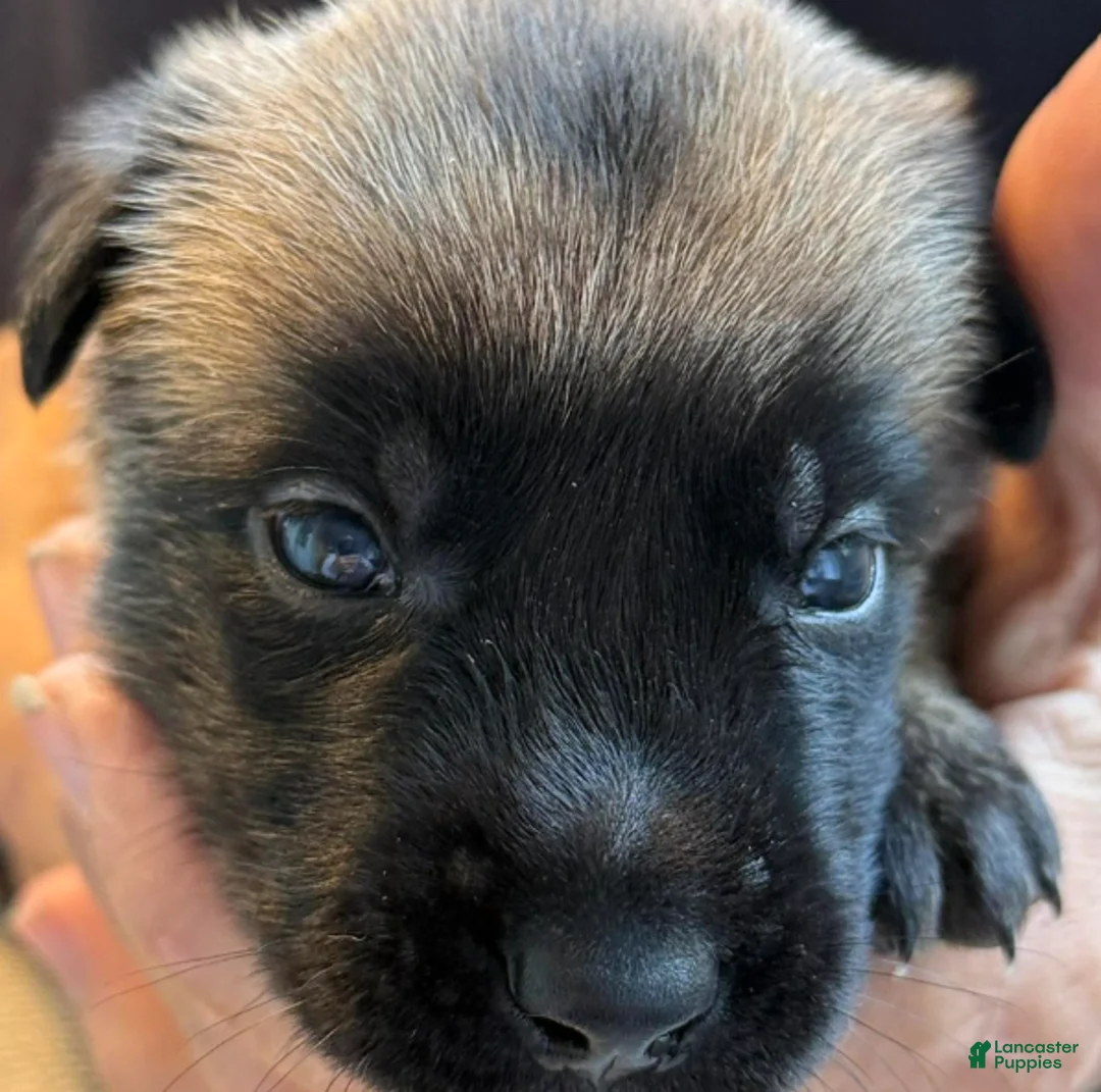 Belgian Malinois dogs for sale: Belgian Malinois Boy 6 - Ad 1