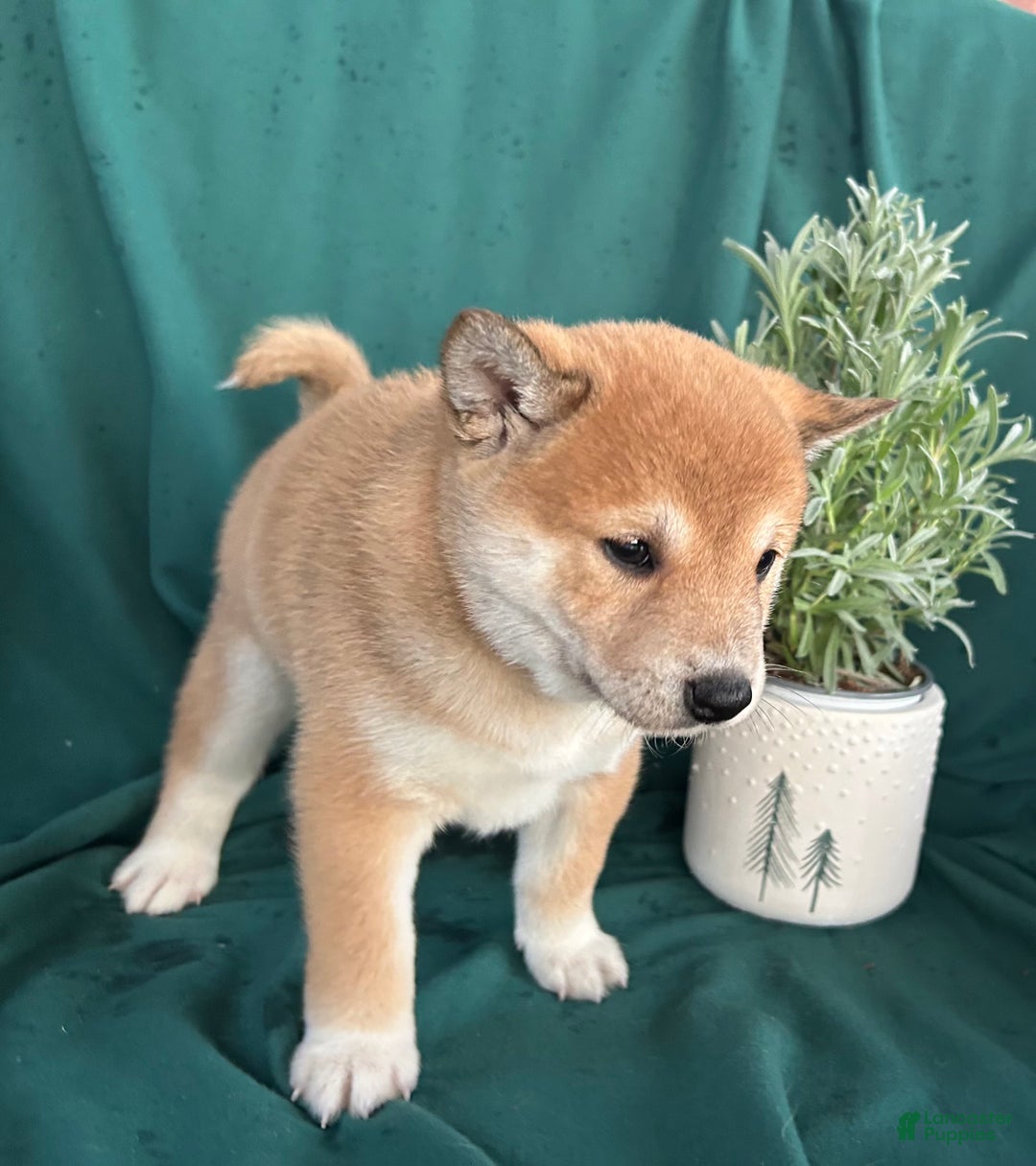 Shiba Inu dogs for sale: Luna - Ad 2