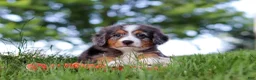 Mini Bernedoodle dogs for sale: Junebug - Ad 3