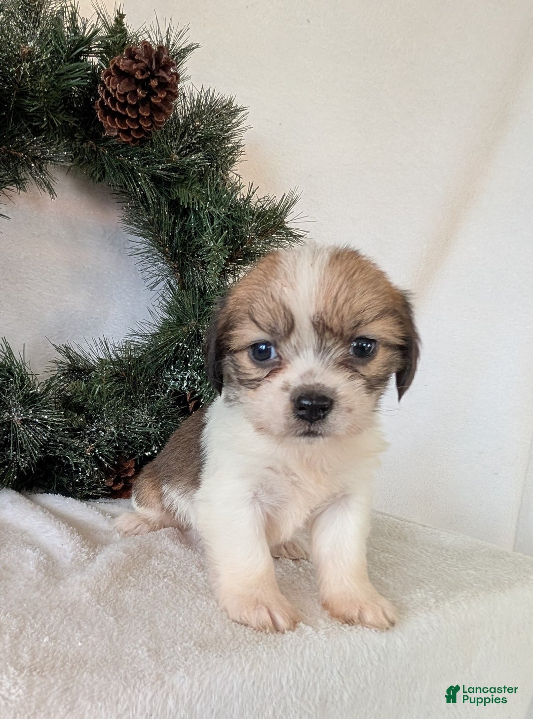 Mixed Breed dogs for sale: Ann - Ad 7