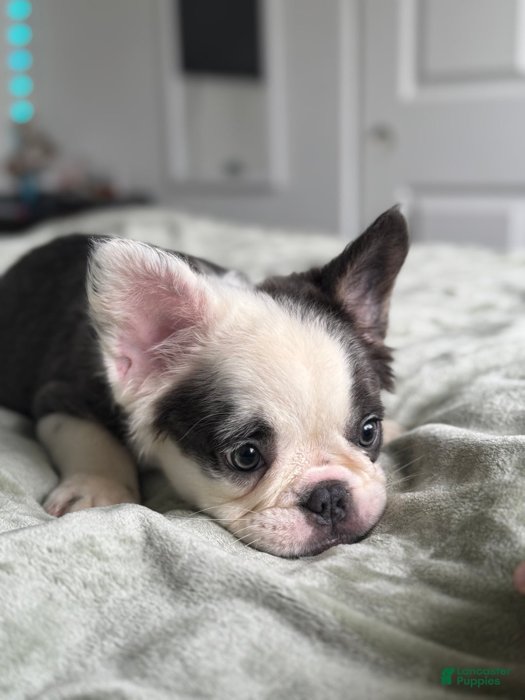 French Bulldog dogs for sale: Fluffy Blue Irish Pied Boy - Ad 2