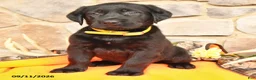 Labrador Retriever dogs for sale: Paige - Ad 3