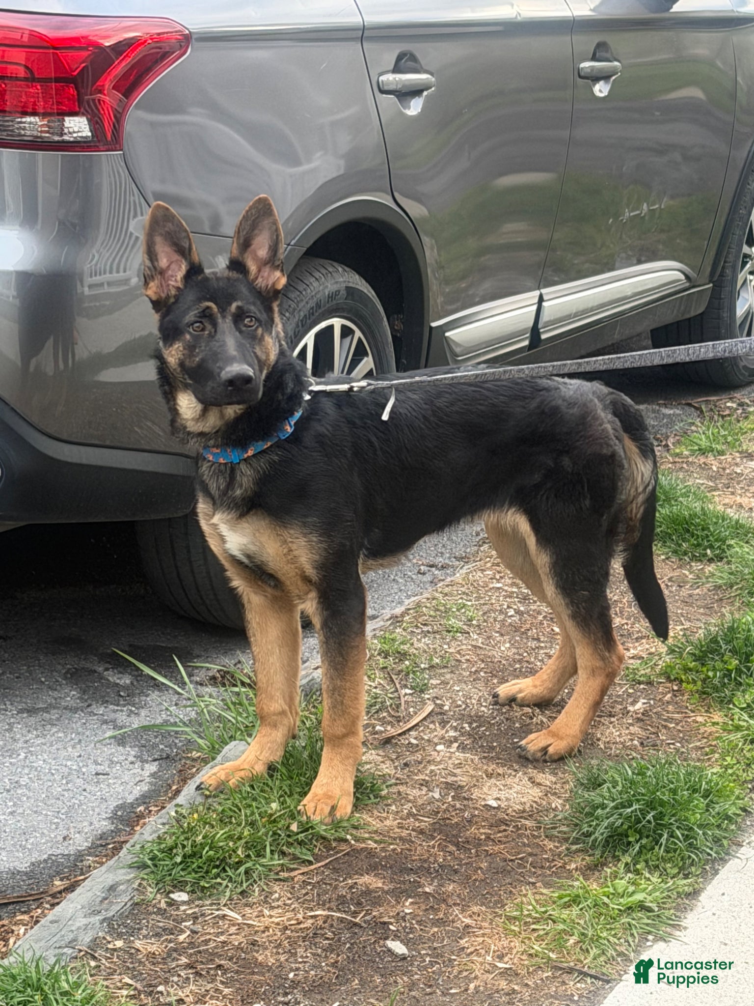 German Shepherd dogs German Shepherd Puppy 1 - Ad 12