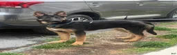 German Shepherd dogs for sale: German Shepherd Puppy 1 - Ad 1