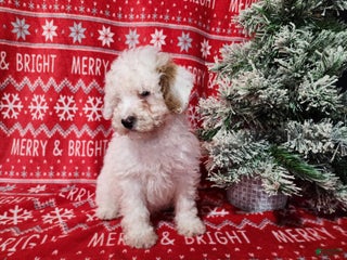 Mini Bernedoodle dogs Rudolph - Ad 37