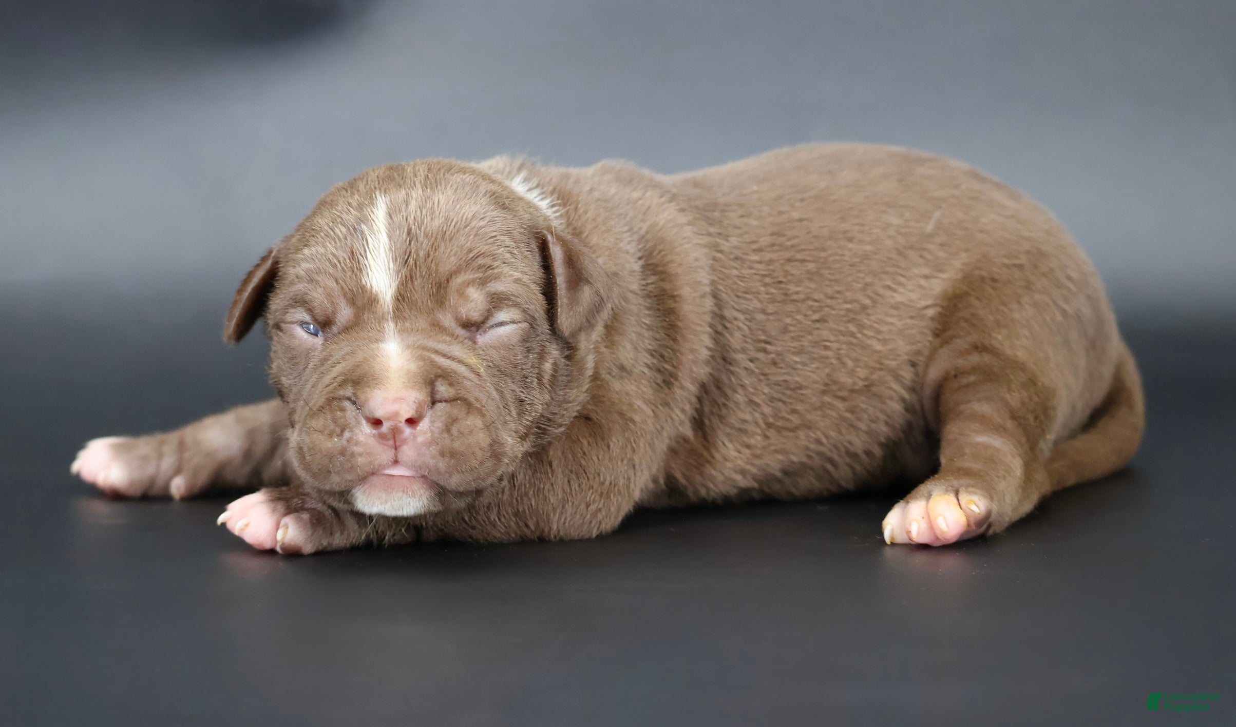 American Bully dogs Zara - XL - ABKC - Ad 2