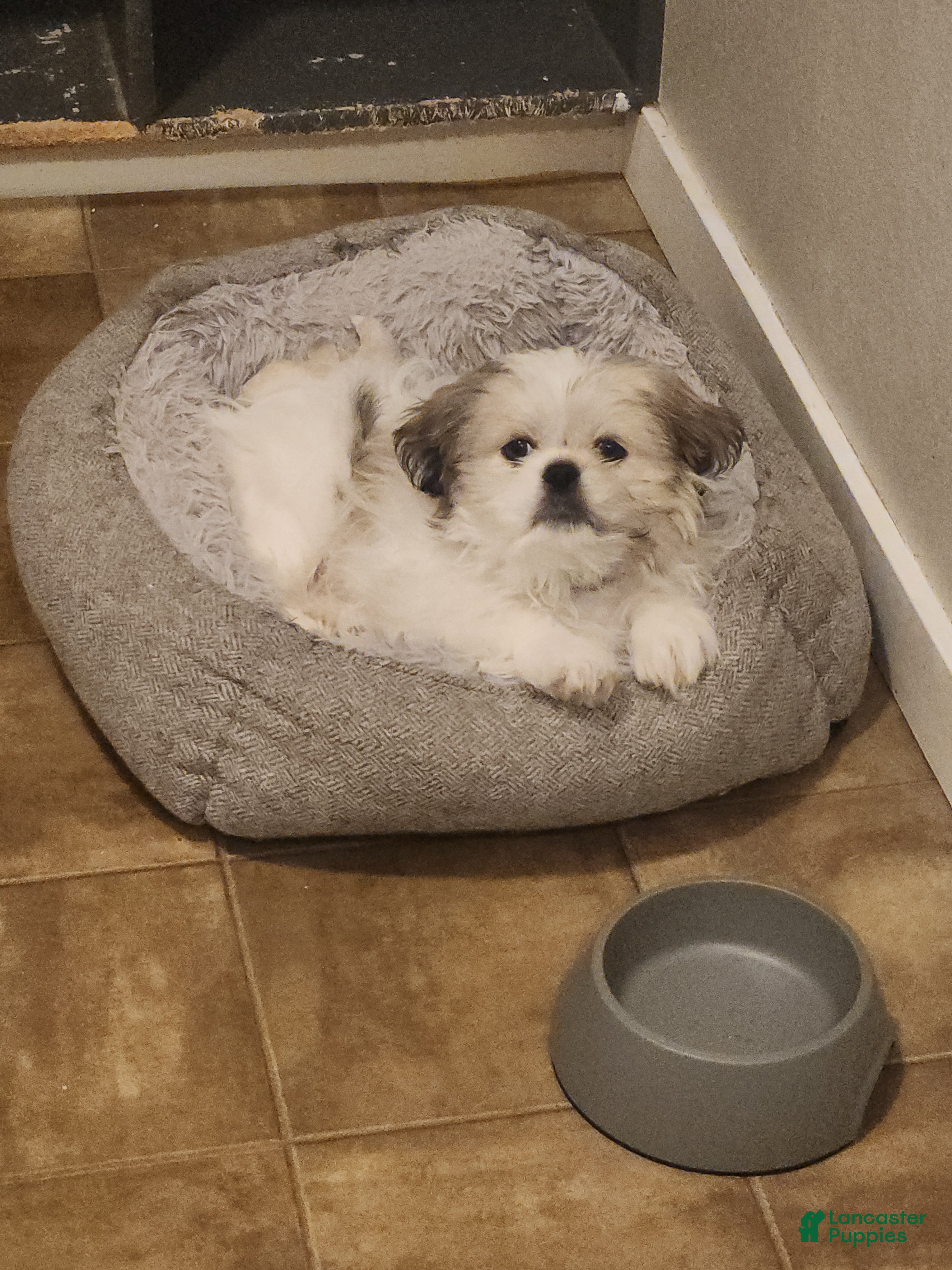 Mixed Breed dogs Mixed Breed Puppy 1 - Ad 1