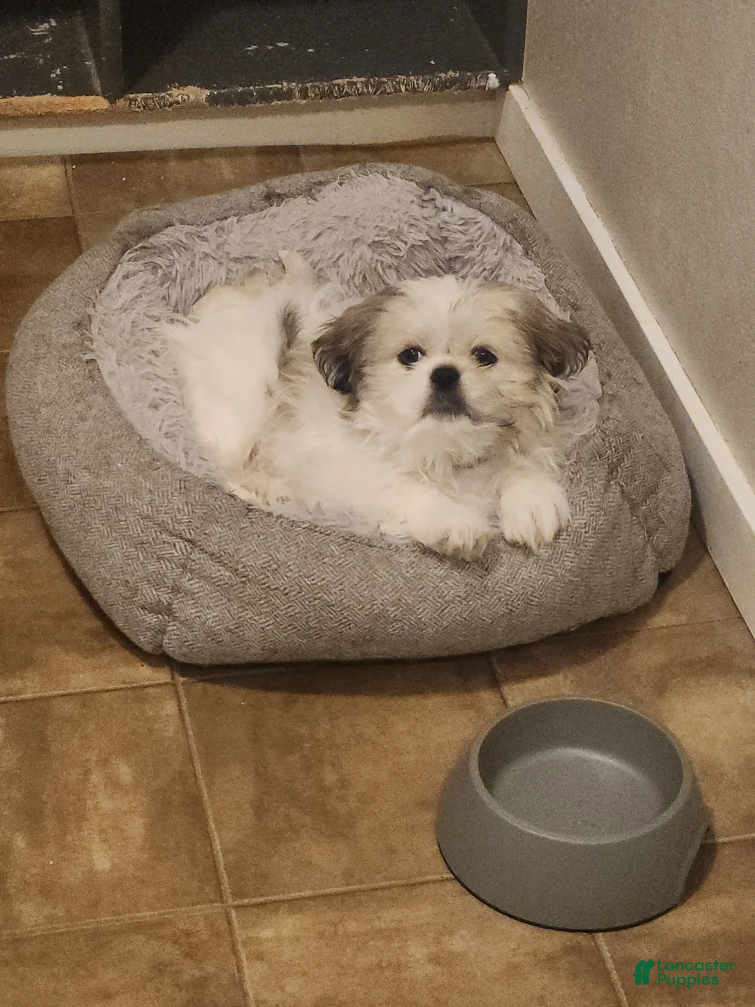 Mixed Breed dogs for sale: Mixed Breed Puppy 1 - Ad 1