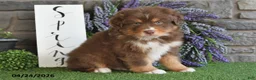 Australian Shepherd dogs for sale: Rusty - Ad 3