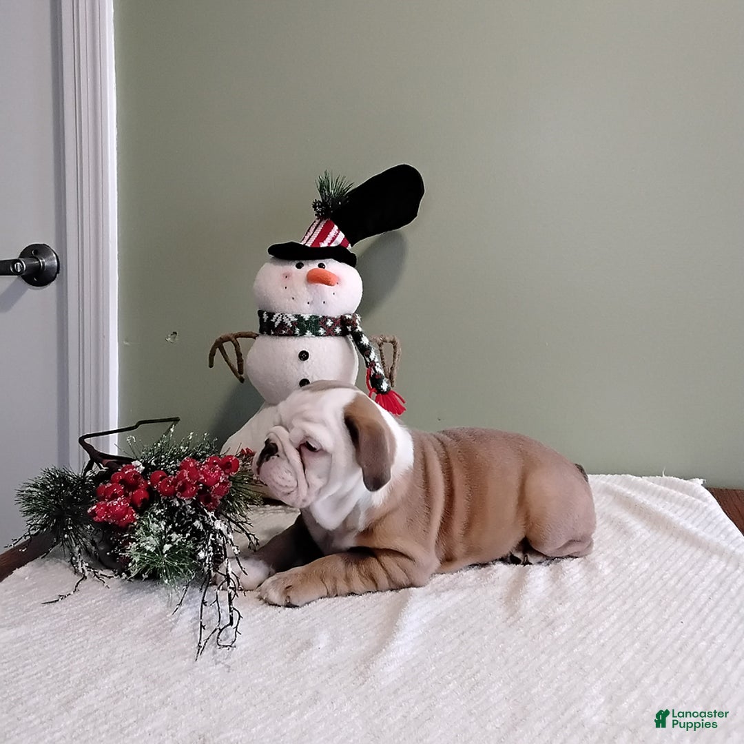 English Bulldog dogs for sale: Winston - Ad 3