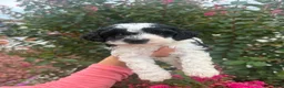 Cavapoo dogs for sale: Cosmo - Ad 4