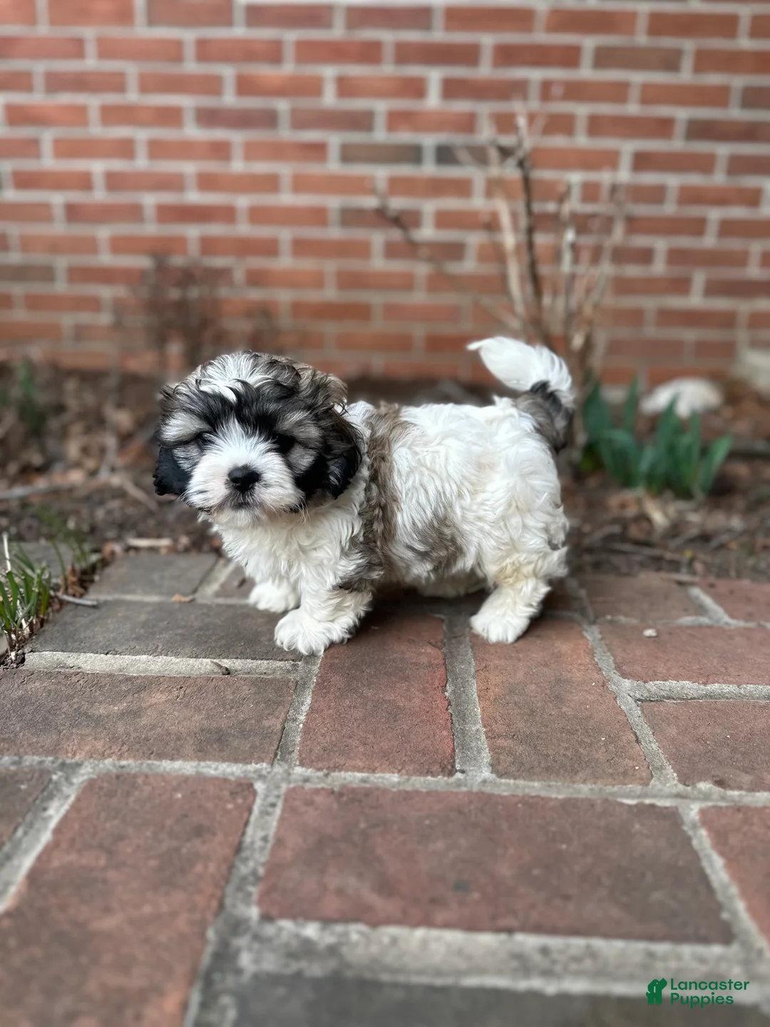 Teddy Bear dogs for sale: Teddy Bear Puppy 1 - Ad 5