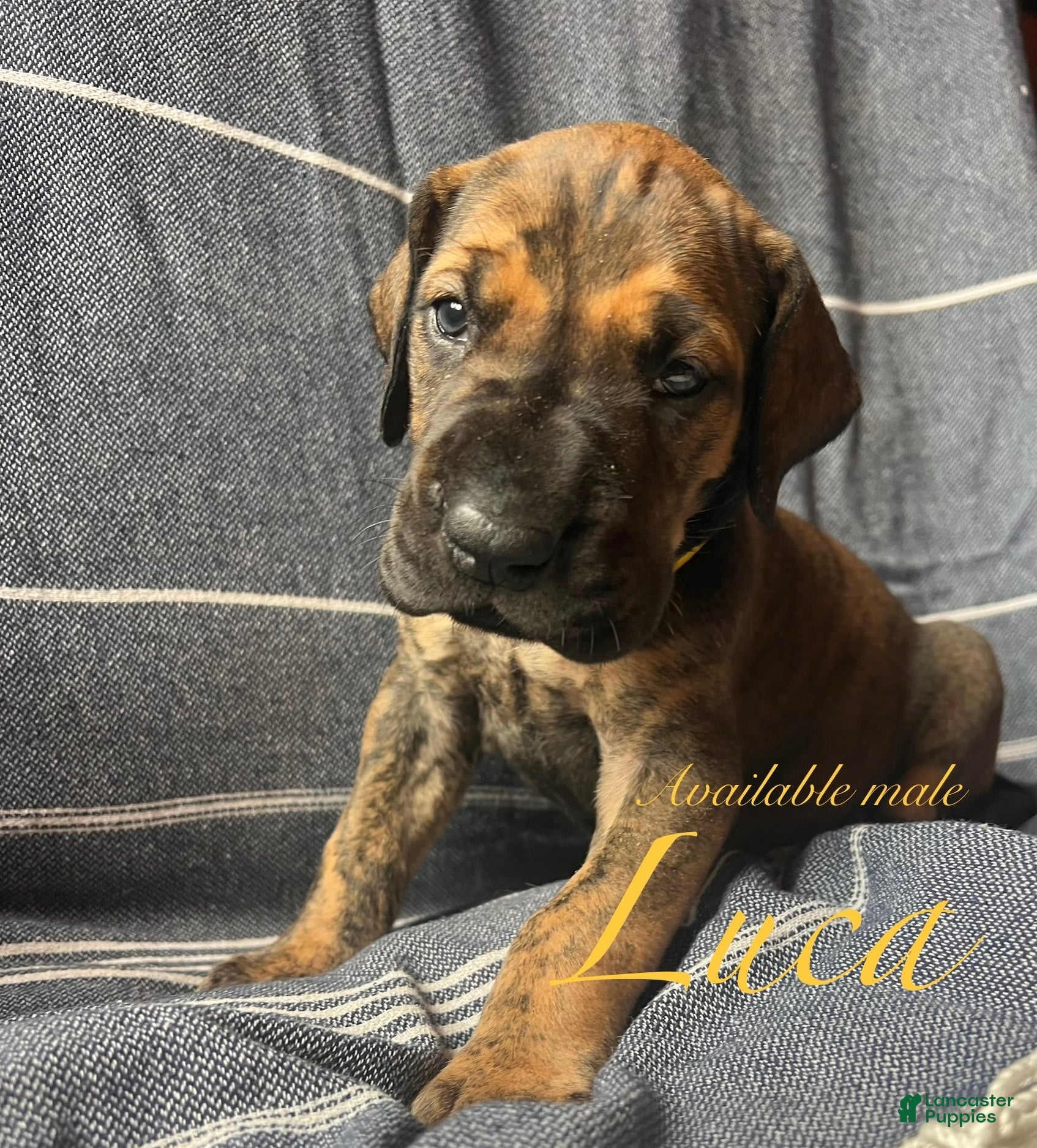 Great Dane dogs Luca - Ad 25