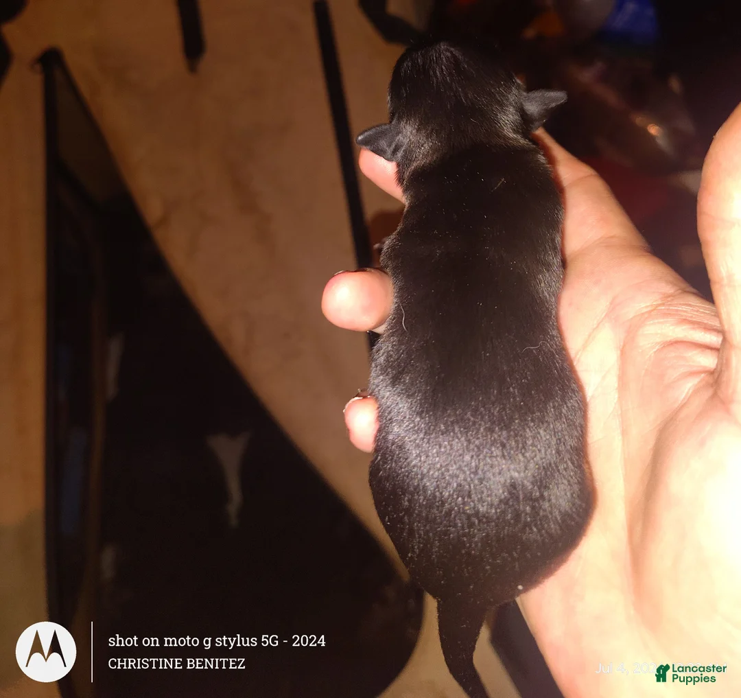 Chihuahua dogs for sale: Chihuahua 7 - Ad 2