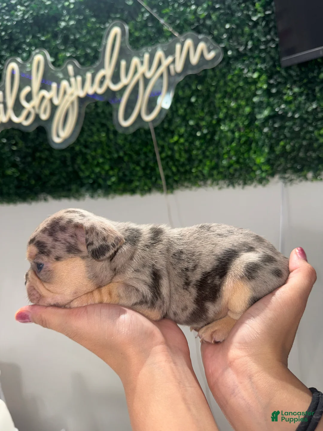 French Bulldog dogs for sale: French Bulldog Puppy 3 - Ad 2